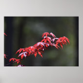 Ahornblatt, Poster (Vorne)