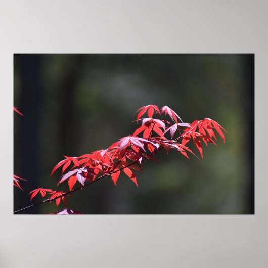 Ahornblatt, Poster (Vorne)