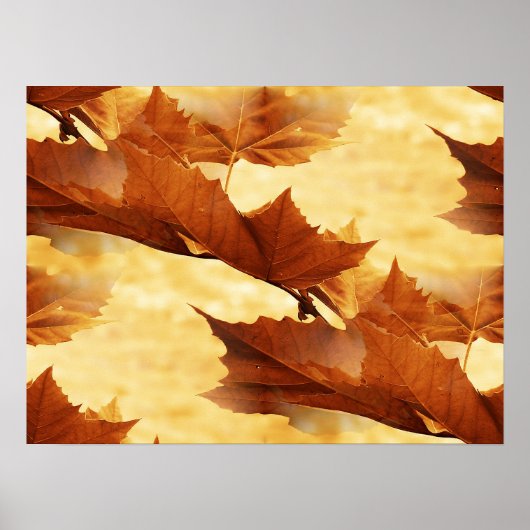 Ahornblatt-Poster Poster (Vorne)