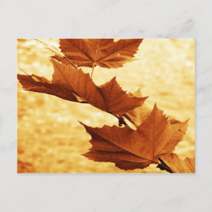 Ahornblatt Postkarte