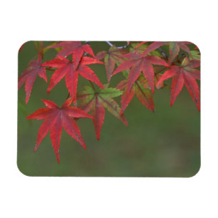 Ahornblätter, Katsura, Kyoto, Japan Magnet
