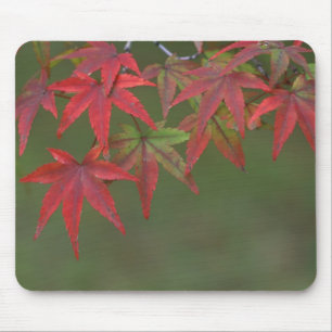 Ahornblätter, Katsura, Kyoto, Japan Mousepad