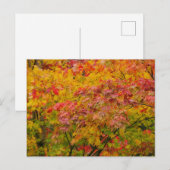 Ahornblätter Postkarte (Vorne/Hinten)
