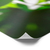Ahornblättergewebe Poster (Ecke)