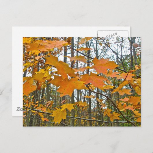 Ahornblättern Postkarte (Vorne/Hinten)