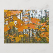 Ahornblättern Postkarte (Vorderseite)