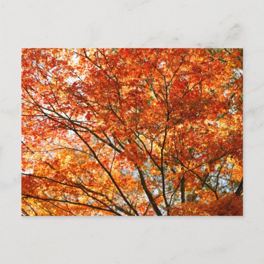 Ahornblätterung Postkarte (Vorderseite)