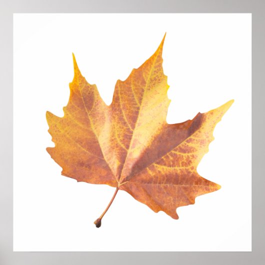 Ahornherbstblatt Poster (Vorne)