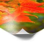 Ahornleaf Fotodruck (Ecke)