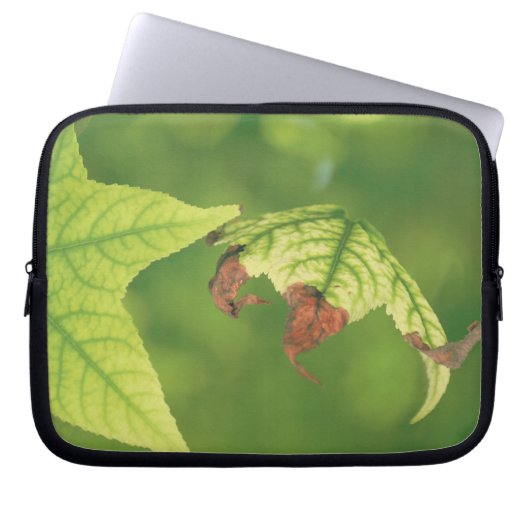 Ahornleaf Laptopschutzhülle (Vorderseite)