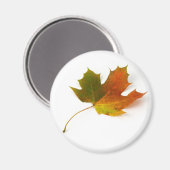 Ahornleaf Magnet (Vorderseite/Rückseite)