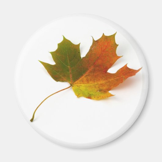 Ahornleaf Magnet (Vorne)