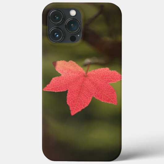 Ahornleaf Nature Foto Case-Mate iPhone Hülle (Rückseite)