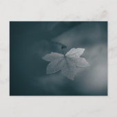 Ahornleaf Nature Foto Postkarte (Vorderseite)