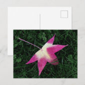 Ahornleaf Postkarte (Vorne/Hinten)