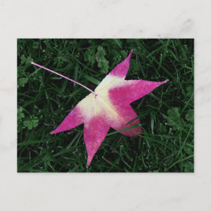 Ahornleaf Postkarte
