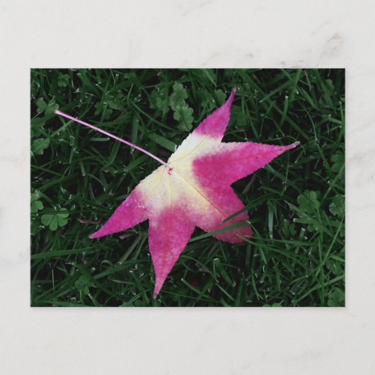 Ahornleaf Postkarte (Vorderseite)
