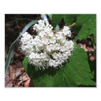 Ahornleaf Viburnum Fotodruck