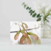 Ahornsaat Postkarte (Stehend Vorderseite)