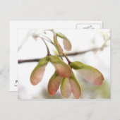 Ahornsaat Postkarte (Vorne/Hinten)