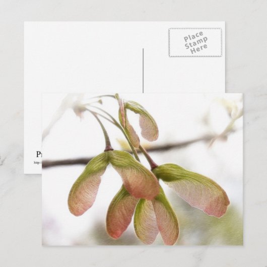 Ahornsaat Postkarte (Vorne/Hinten)