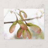 Ahornsaat Postkarte (Vorderseite)