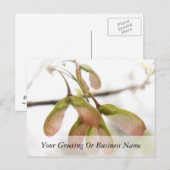 Ahornsaat Postkarte (Vorne/Hinten)