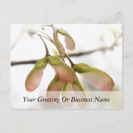 Ahornsaat Postkarte (Vorderseite)