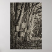 Ahornsirup Zeit Poster (Vorne)