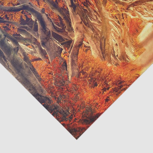 Ahornwald Seidenpapier (Ausschnitt)