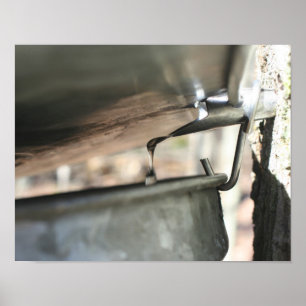 Ahornzuckersap, die aus Baumnatur läuft Poster