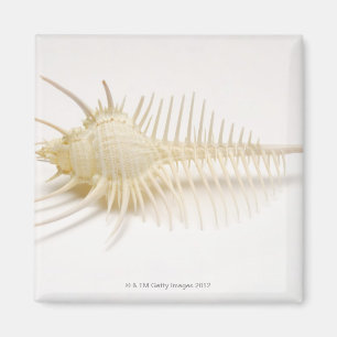 Ährentragende Murex-Muschel Magnet