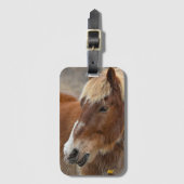 AHT-Pferdescue Gepäckanhänger (Vorderseite Vertikal)