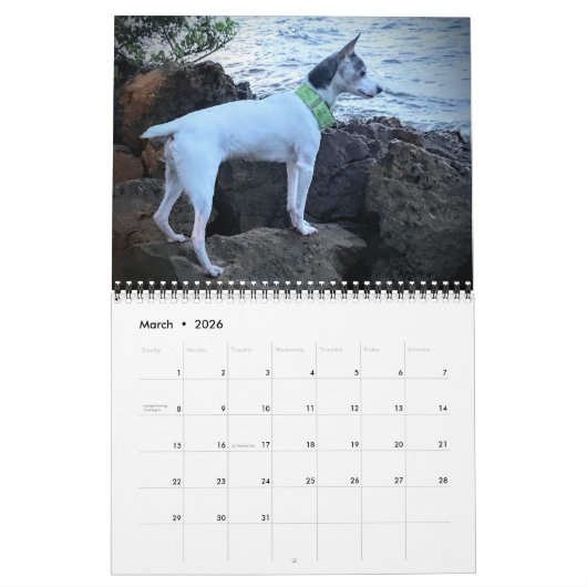 AHTCA 2023 American Hairless Terrier Calendar Kalender (Mär 2026)