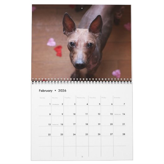 AHTCA 2023 American Hairless Terrier Calendar Kalender (Feb 2026)