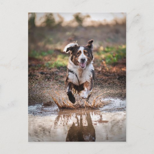 AI Hund Postkarte (Vorderseite)