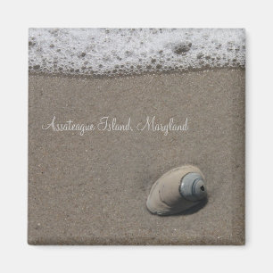 Ai-Muschel-Muschel-Magnet Magnet