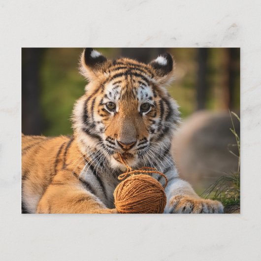 AI Tiger mit Garn Postkarte (Vorderseite)