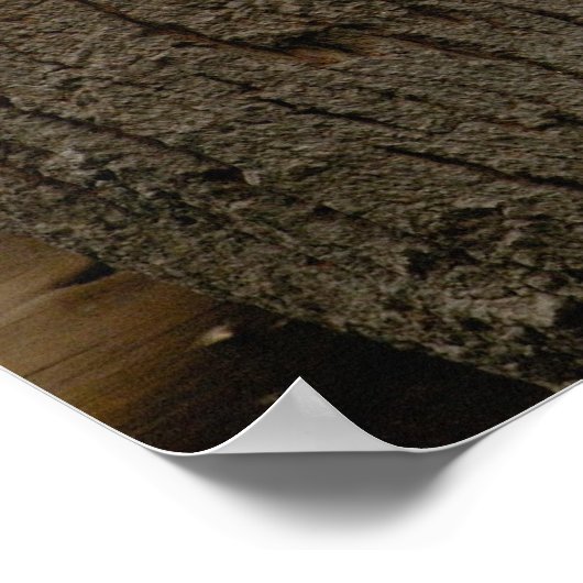 Ailuropoda melanoleuca) 3 poster (Ecke)