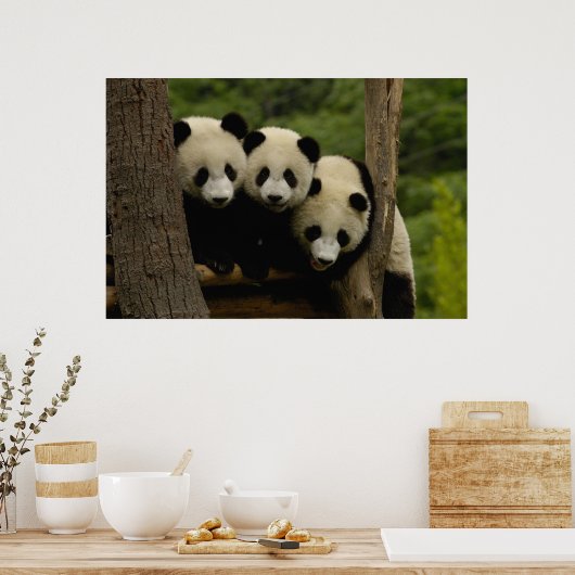 Ailuropoda melanoleuca) 3 poster (Küche)