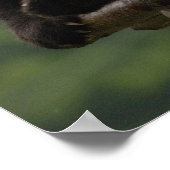 Ailuropoda melanoleuca) 4 poster (Ecke)