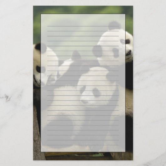Ailuropoda melanoleuca) briefpapier (Vorderseite)