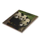 Ailuropoda melanoleuca) fliese (Seite)