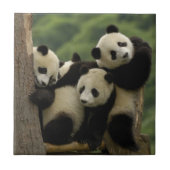 Ailuropoda melanoleuca) fliese (Vorderseite)