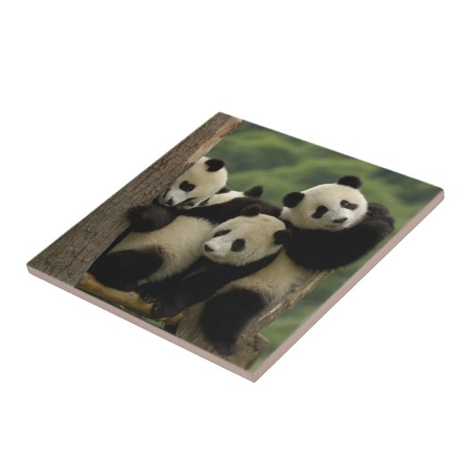 Ailuropoda melanoleuca) fliese (Seite)