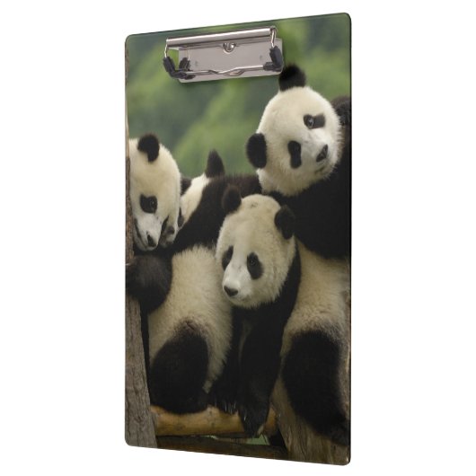 Ailuropoda melanoleuca) klemmbrett (Links)