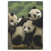 Ailuropoda melanoleuca) klemmbrett (Rückseite)