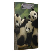 Ailuropoda melanoleuca) klemmbrett (Rechts)