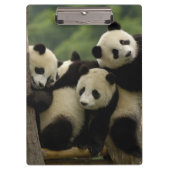 Ailuropoda melanoleuca) klemmbrett (Vorderseite)