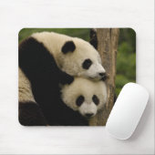 Ailuropoda melanoleuca) mousepad (Mit Mouse)